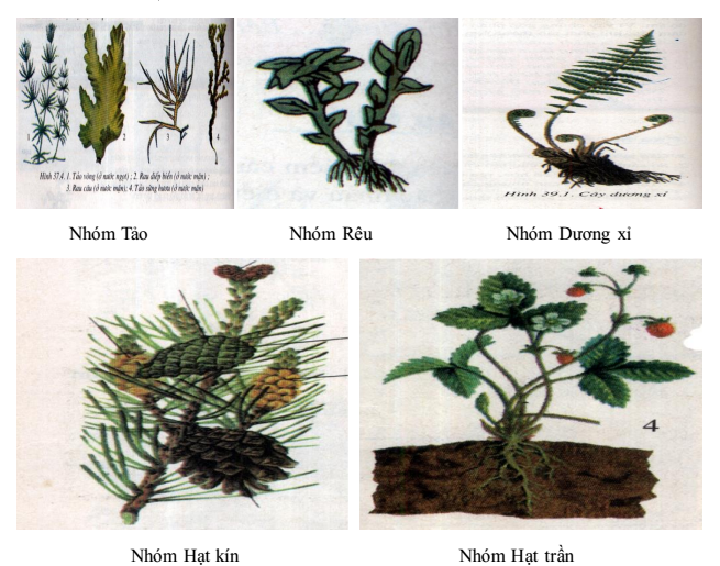 Các nhóm thực vật - Bài 1, 2, 3, 4, 5, 6, 7 trang 71 Sách bài tập (SBT) Sinh học 6